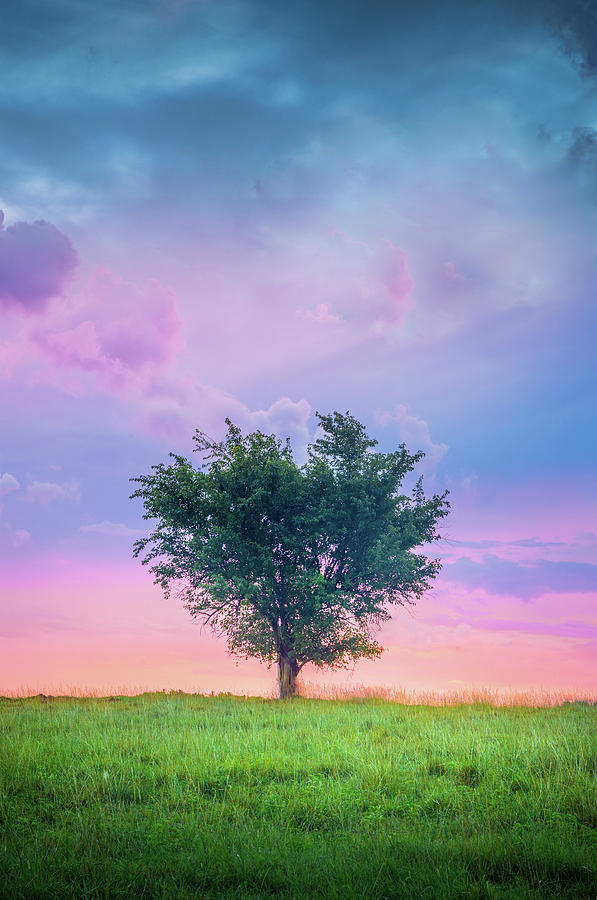 Heart-Shaped Tree Tupelo MIssissippi Photograph by Jordan Hill