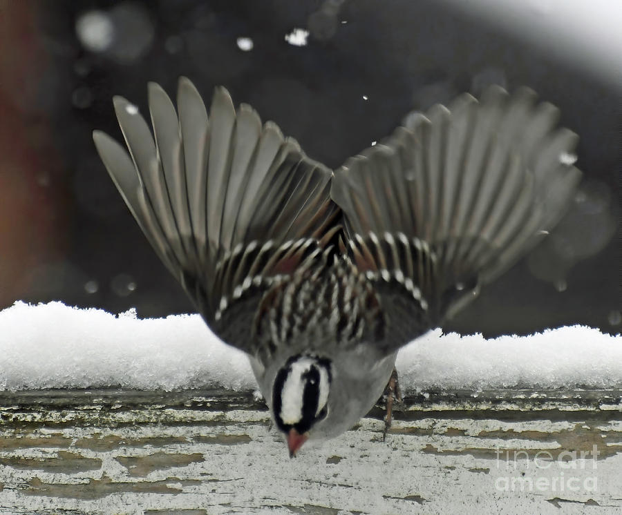 Heart-shaped Wings - White-crowned Sparrow Photograph