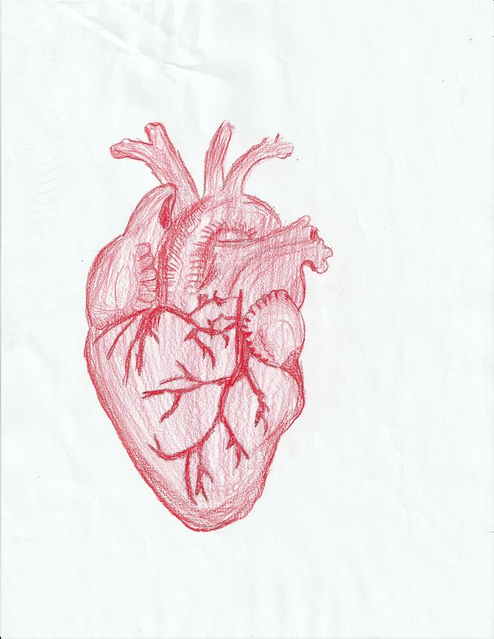 Heart Sketch Drawing by Angela Sun - Fine Art America