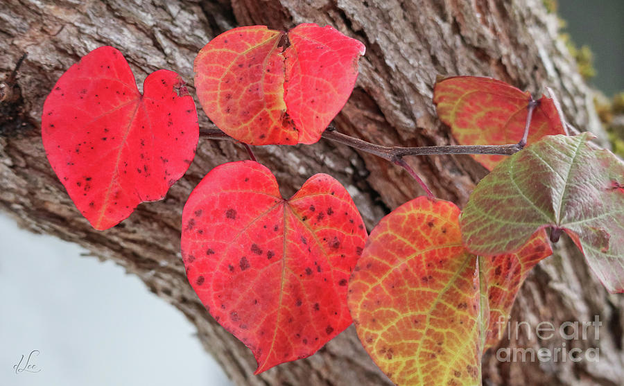 Fall Photograph - Heart Talk by D Lee