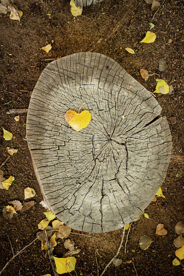 Heart Wood Photograph by Mary Lee Dereske