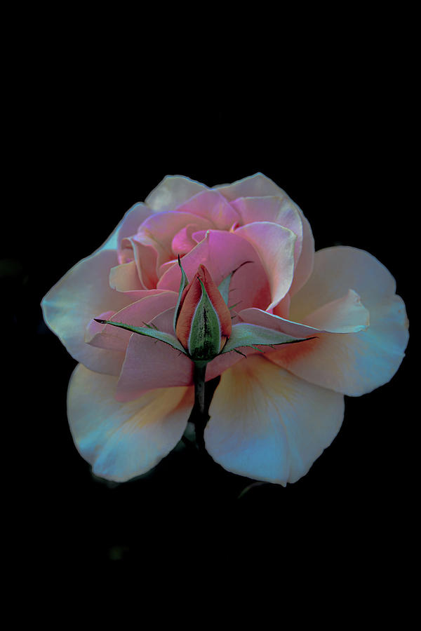 Heartfelt Rose Photograph by Patricia Dennis
