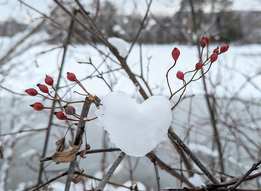Hearts And Berries In The Snow Photograph by Kimberly Mackowski