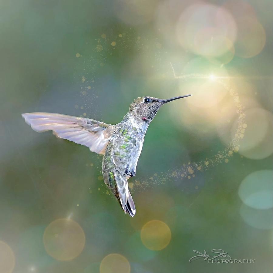 Hummingbird Photograph - Hearts Desire by Johanne Strong