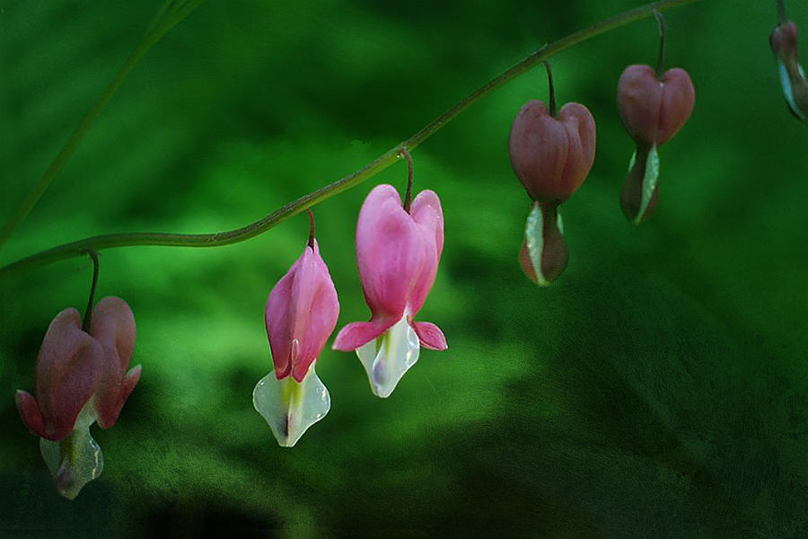 Hearts of Spring Photograph by Moira Law