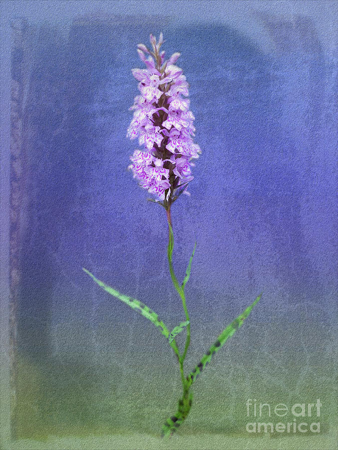 Heath Spotted Orchid Photograph by Yvonne Johnstone