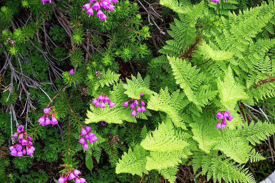 Heather and Ferns Photograph by Diane Moller