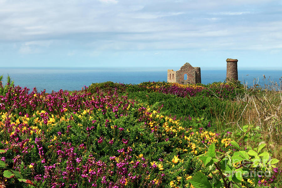 Heather and Gorse on Cornwall North Coast Photograph by Terri Waters