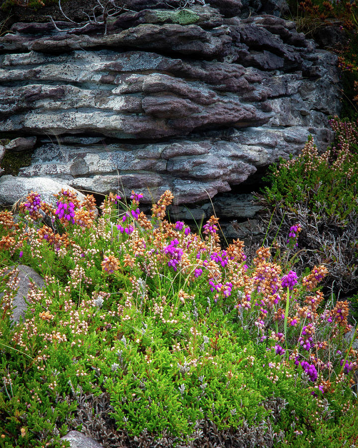 Heather and Rock Photograph by Mark Callanan