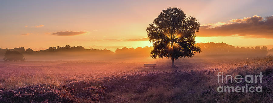 Heather in the Gasterse Duinen, Netherlands Photograph by Henk Meijer Photography