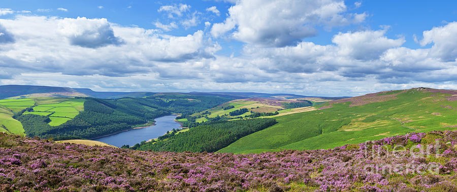 Heather on Derwent edge, Peak District, England Photograph by Neale And Judith Clark