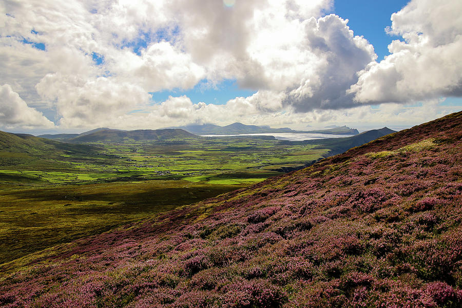 Heather on the Hillside Photograph by Mark Cohen - Fine Art America