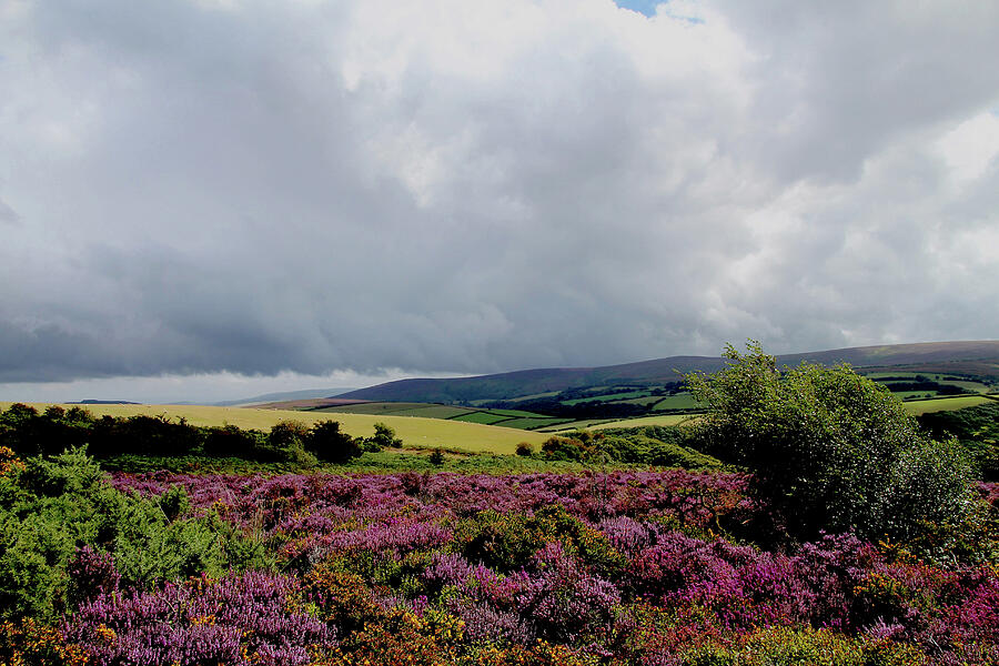 Heather on the Moors Photograph by Judith Rowe