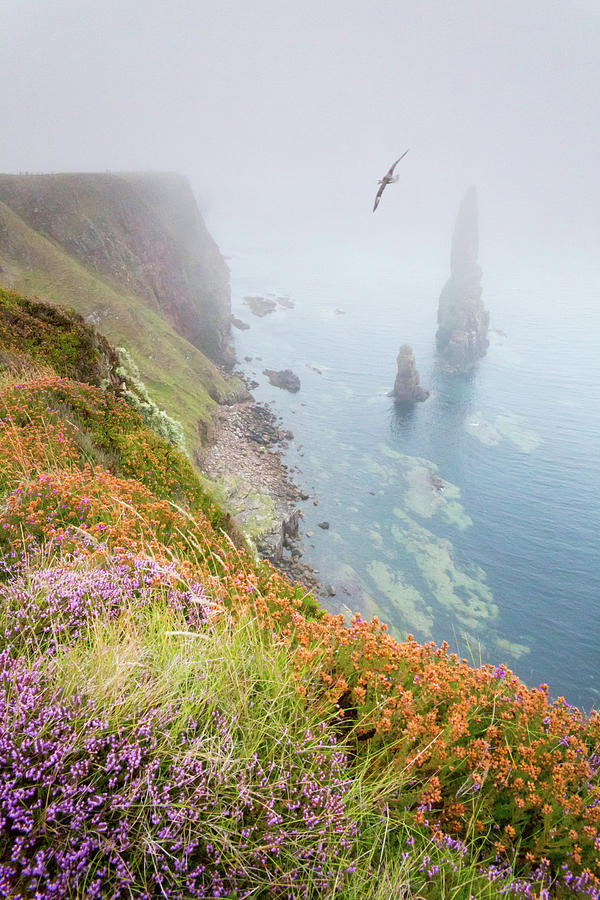 Heather, sea fret, fulmar and the Stacks of Duncansby Photograph by Anita Nicholson