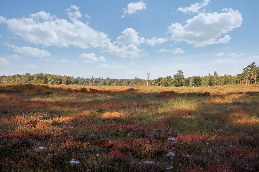 Heathland landscape Photograph by MPhotographer