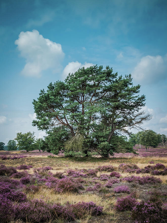 Heathland with trees early in the morning Photograph by Tosca Weijers