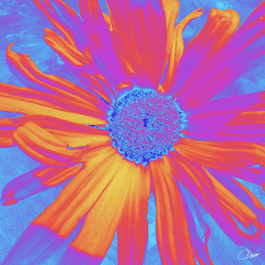 Heatwave Daisy on a Heatwave Background Mixed Media by Catriona Roberts ...