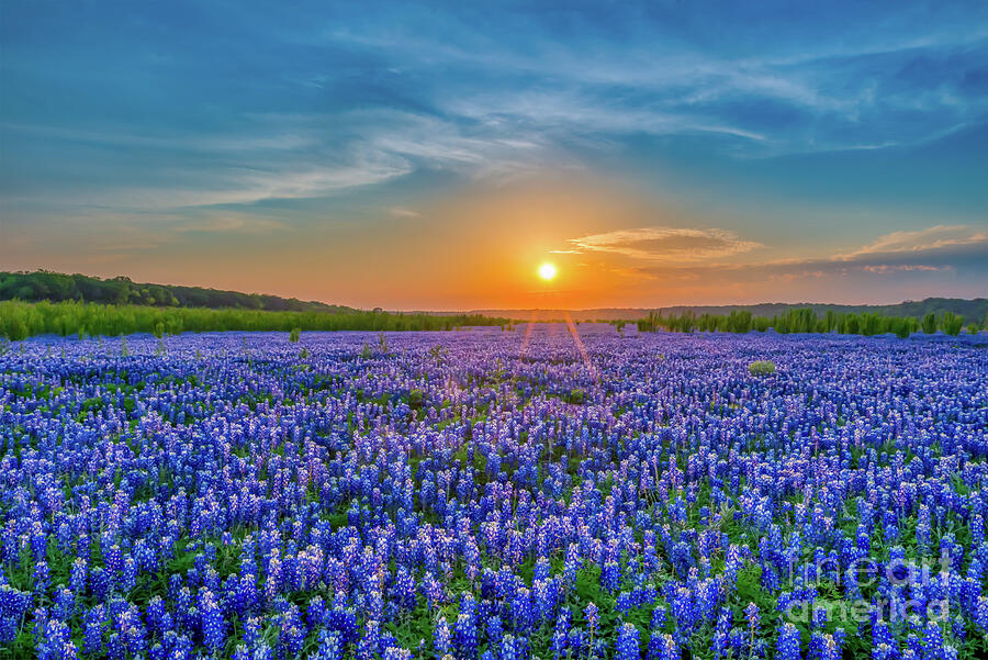 Heavely Bluebonnet Sunset Photograph By Bee Creek Photography - Tod And ...