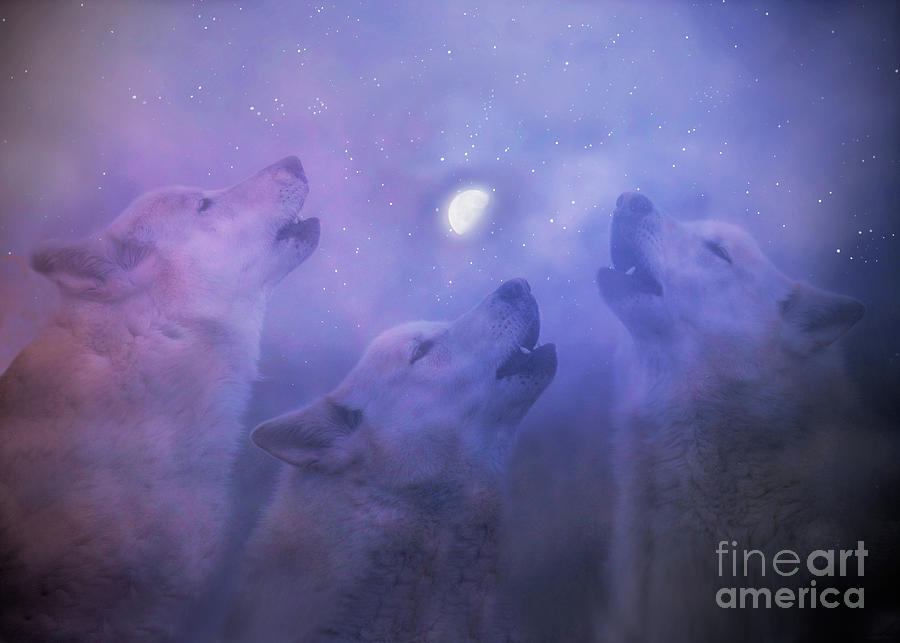 Heaven and Nature Sign Wolves and Moon Starry Night Photograph by Stephanie Laird