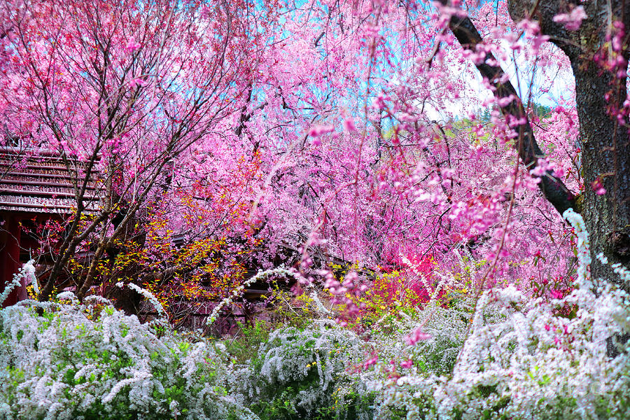 Heaven is a Flower Garden Photograph by Michelle Williamson