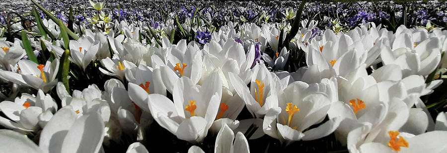 Heaven of crocuses Photograph by Helene Persson