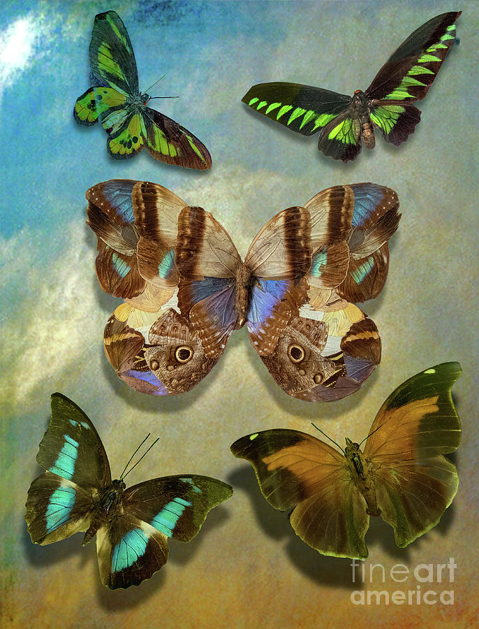 Heavenly Butterflies For Collectors Photograph