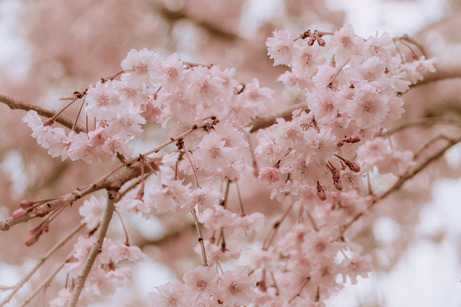 Heavenly Cherry Blossoms Photograph by Jason Fink