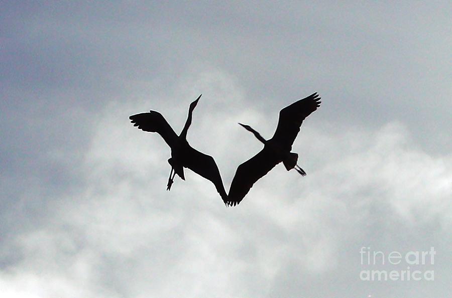 Heavenly Herons Photograph by Kimberly Furey