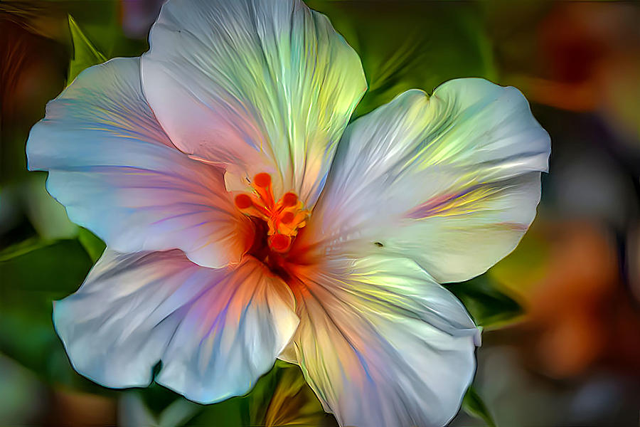 Heavenly Hibiscus Photograph by Debra Kewley