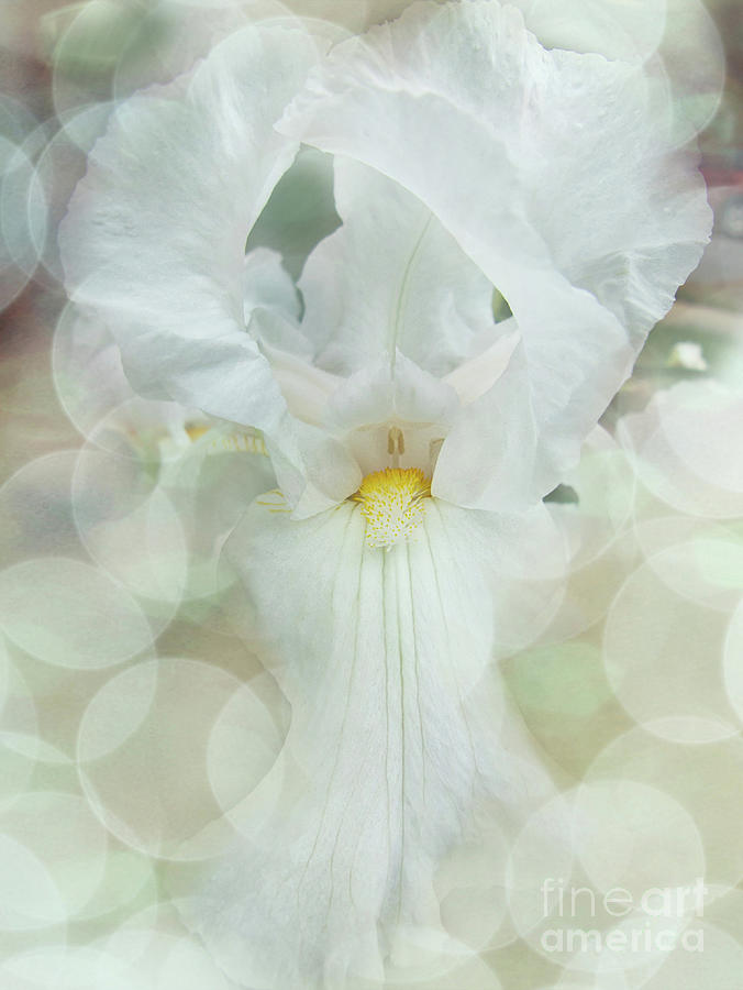 Heavenly Iris Digital Art by Amy Dundon
