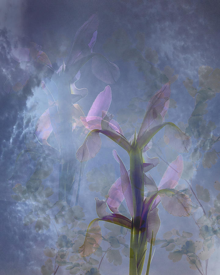 Heavenly Iris Photograph by Marsha Tudor