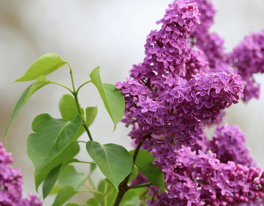 Flower Photograph - Heavenly Lilacs by Sandra Huston