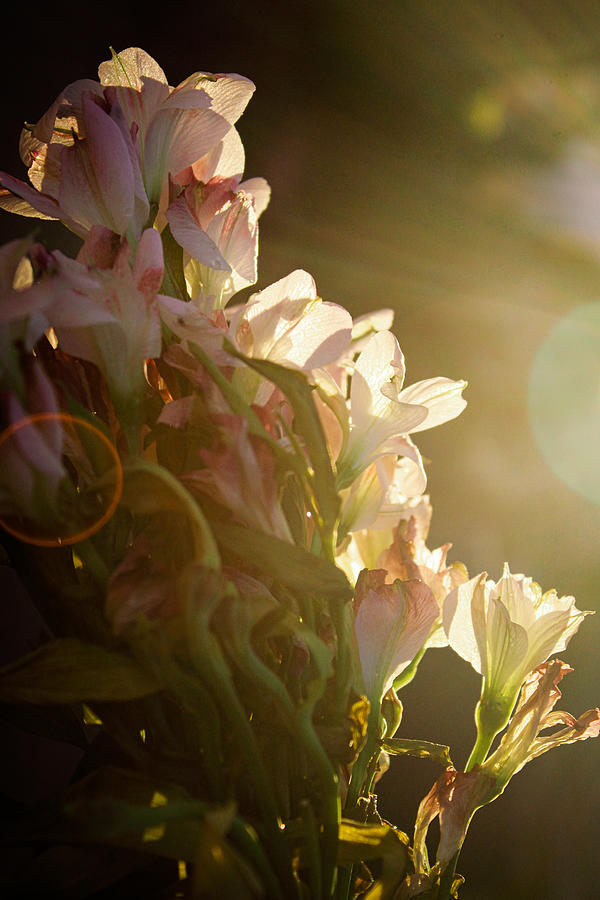 Heavenly Lilies Photograph by W Craig Photography