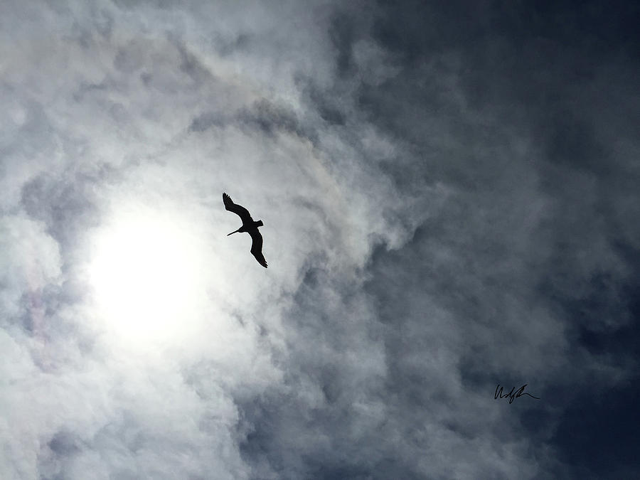 Heavenly Pelican Photograph by Windy Osborn