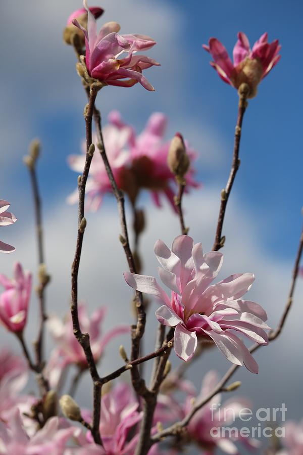 Heavenly Pink Magnolias Photograph by Carol Groenen