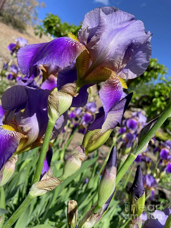 Heavenly Purple Irises Photograph by Carol Groenen