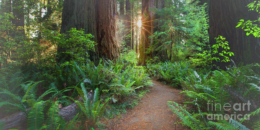 Heavenly Redwood Forest Path, Humboldt Photograph by Susan Taylor ...