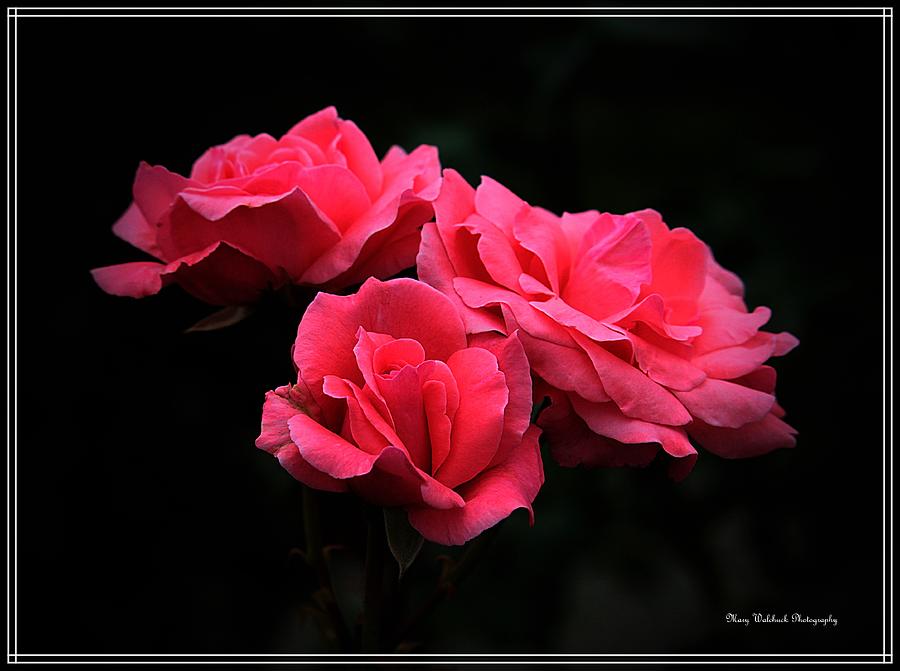 Heavenly Roses Photograph by Mary Walchuck
