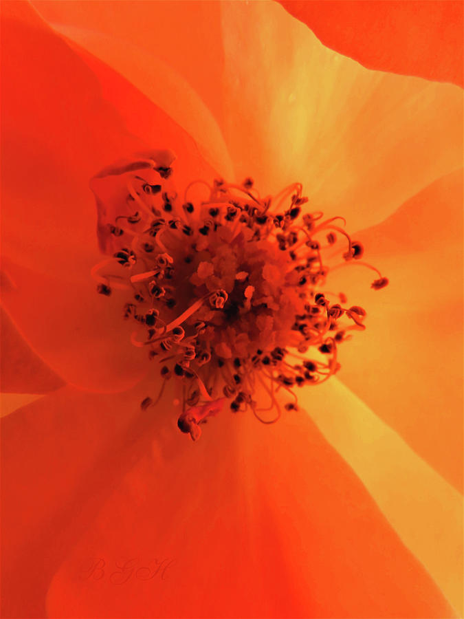 Nature Photograph - Heavenly Shades of Orange - Flower Photography - Roses From Our Gardens as Art by Brooks Garten Hauschild