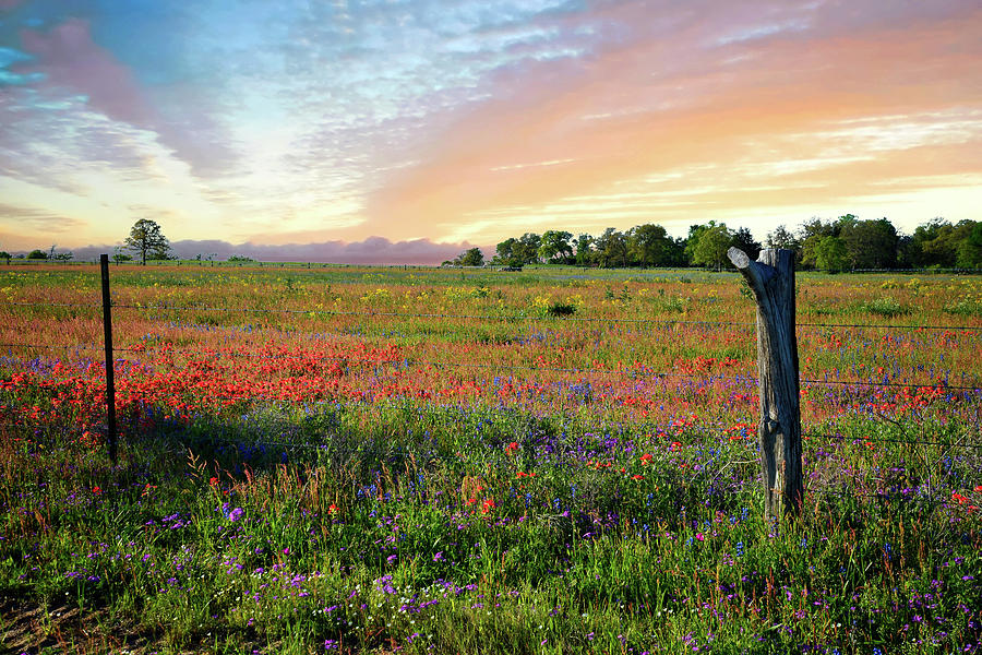 Heavenly Skies Over Hill Country Wildflowers Photograph by Lynn Bauer
