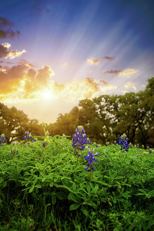 Heavenly Spring Bluebonnets Photograph by Lynn Bauer