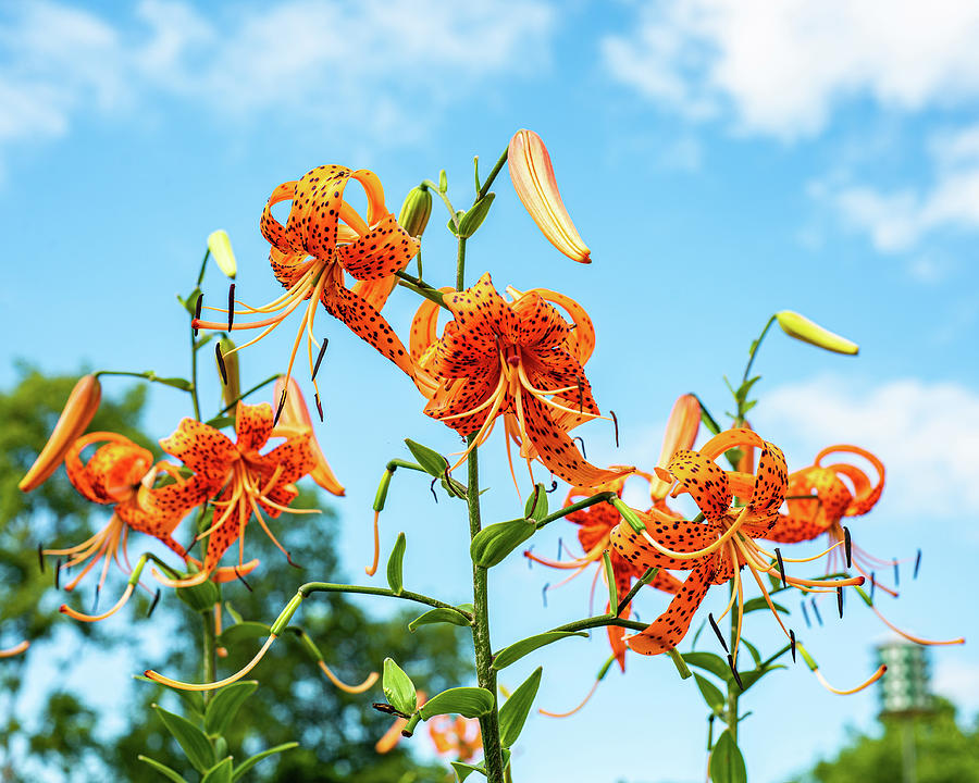 Heavenly Tiger Lilies Photograph by Thomas Struble - Fine Art America