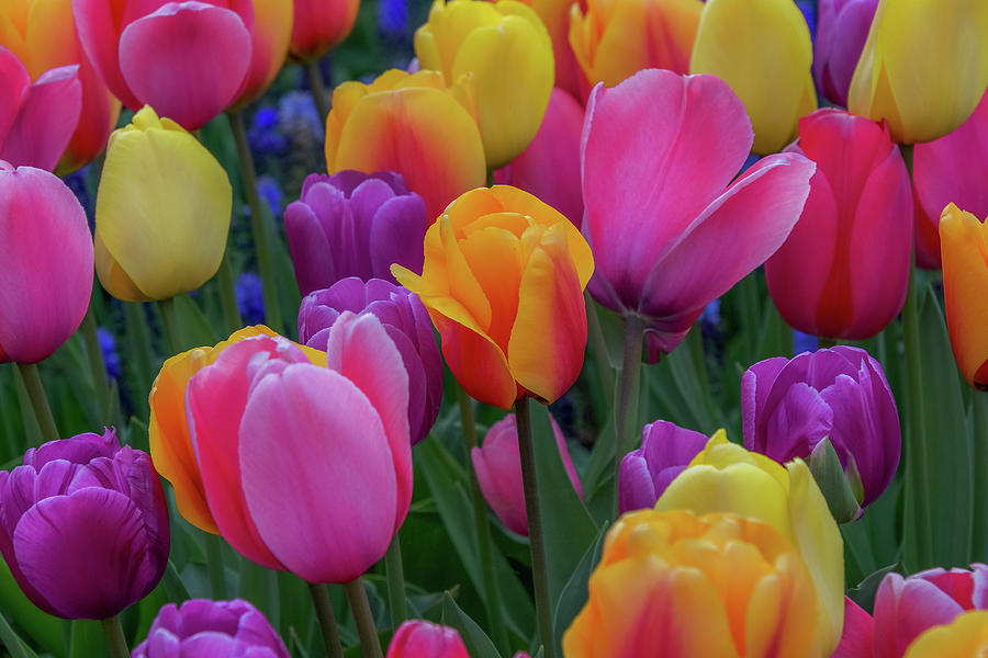 Heavenly Tulips Photograph by Emerita Wheeling