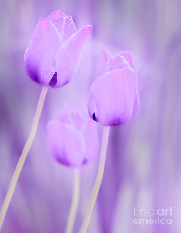 Heavenly Tulips Photograph by Nick Boren