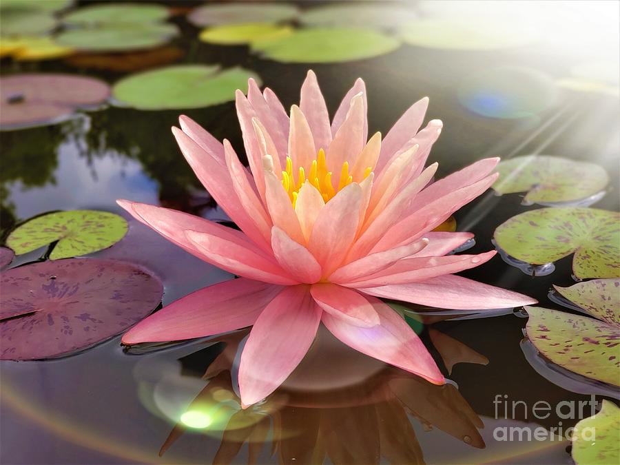 Heavenly Water Lily Photograph by Chad and Stacey Hall