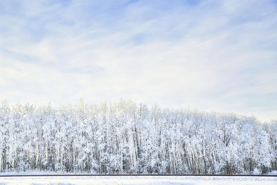 Heavily frosted row of trees Photograph by Kathy Nicklen - Fine Art America