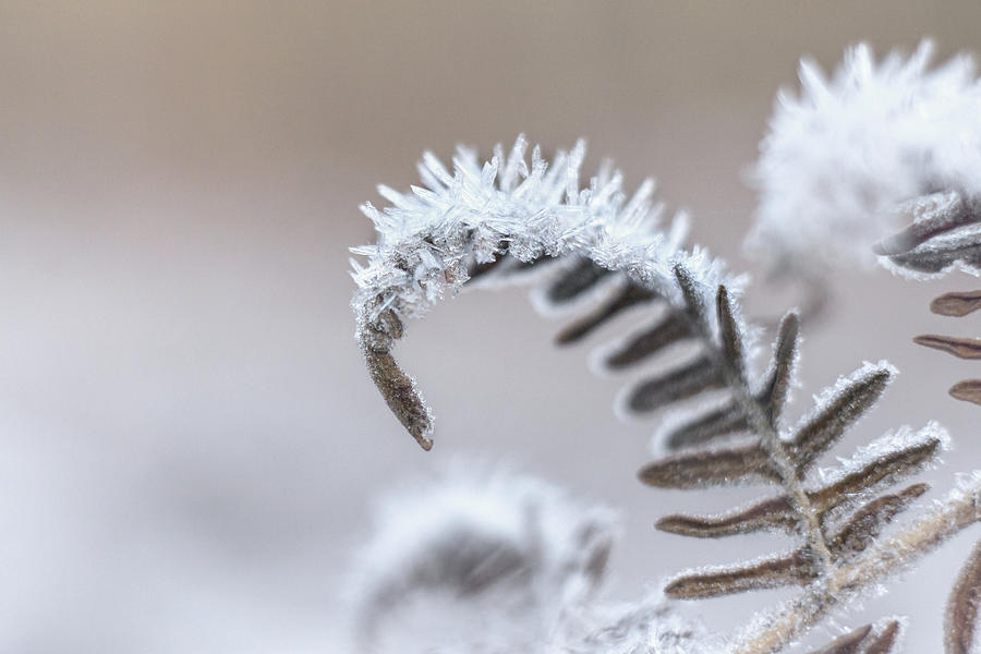 Heavy Frost On British Bracken Photograph by Fiona McAllister Photography