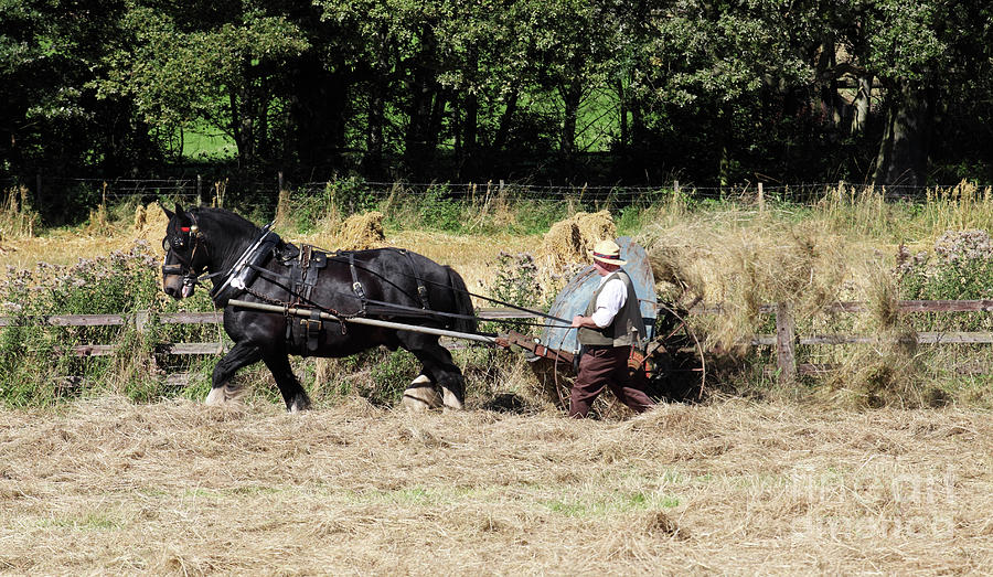 Heavy horse at work Photograph by Bryan Attewell