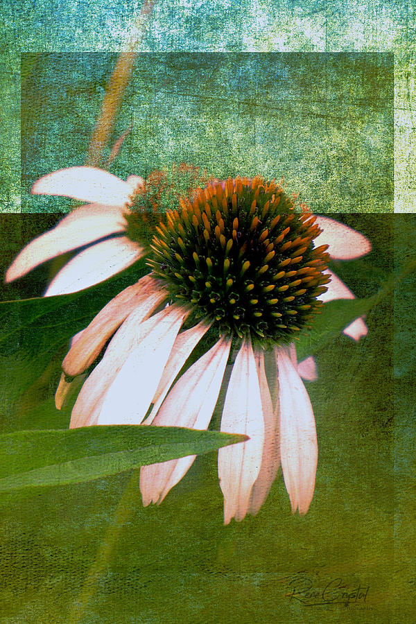 Heavy Is The Crown The Coneflower Wears Photograph by Rene Crystal