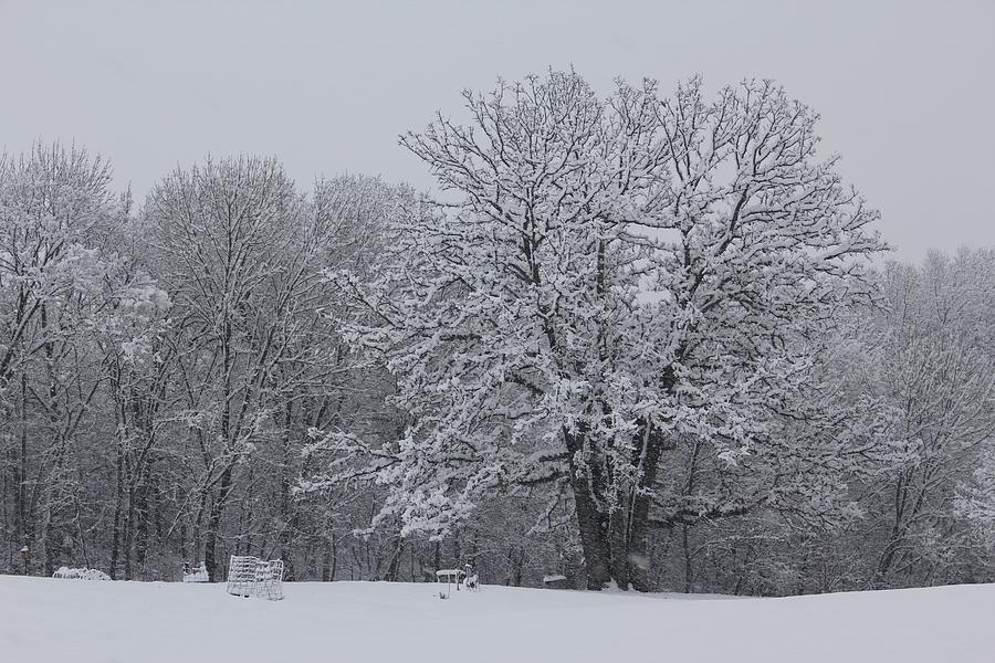 Winter Photograph - Heavy Snow On Oak Tree by James S